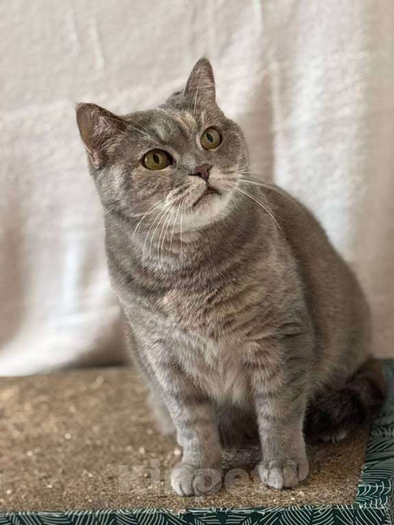 Кошки в Москве: кошка Британка ищет дом Девочка, Бесплатно - фото 2