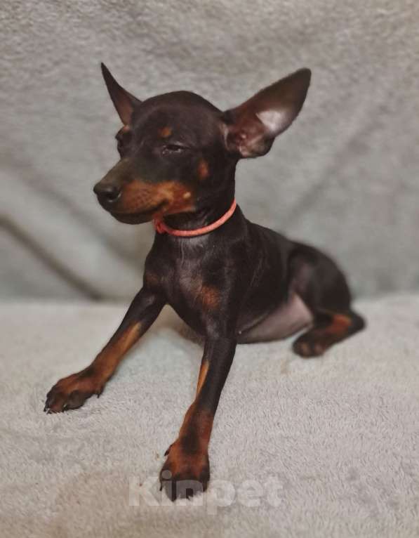 Собаки в Санкт-Петербурге: Щенок цвергпинчер.  Девочка, 45 000 руб. - фото 2