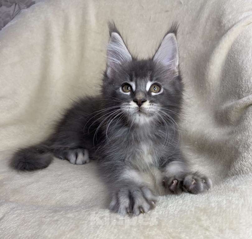 Кошки в Дмитрове: Голубой тикированный мальчик мейн кун Xanti Мальчик, 40 000 руб. - фото 3