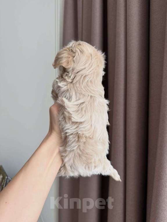 Собаки в Ростове-на-Дону: Мальтипу, щенок Мальчик, 180 000 руб. - фото 4