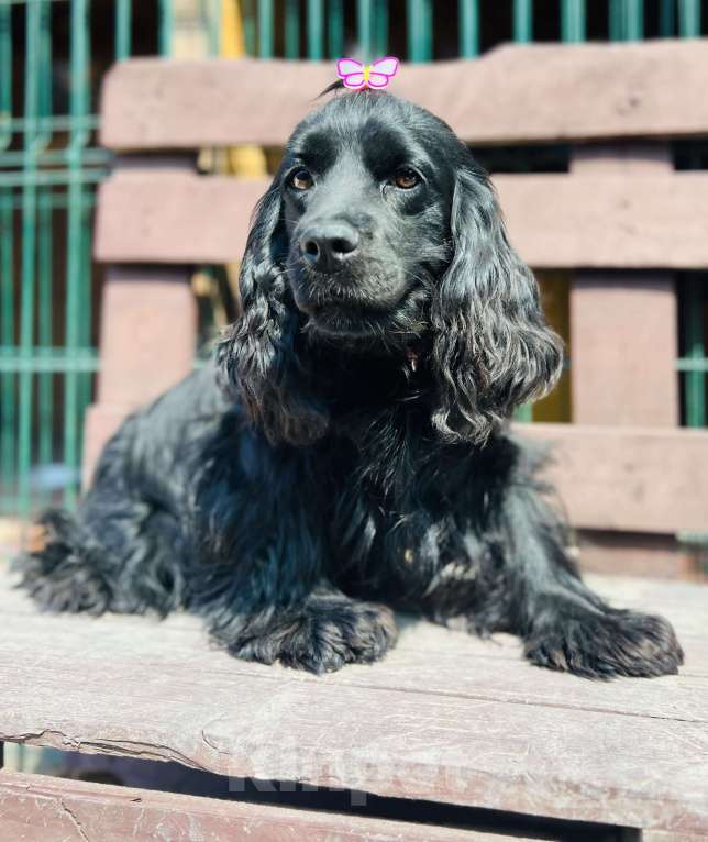 Собаки в других городах Ставропольского края: Английский Кокер спаниель  Девочка, 20 000 руб. - фото 2