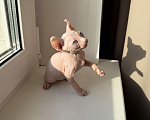Кошки в Самаре: Сфинкс эльф Мальчик, Бесплатно - фото 7