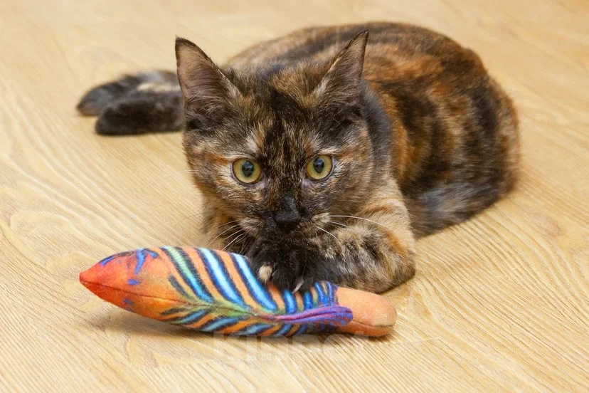 Кошки в Реутове: Подросток в добрые руки Девочка, Бесплатно - фото 5