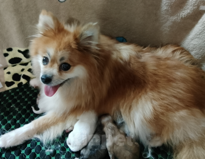 Собаки в Шахте: Щенки, ПОМАПУ. Мальчик, 20 000 руб. - фото 2