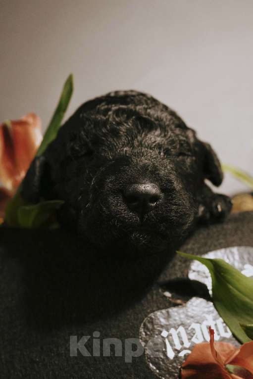 Собаки в Москве: EMY DRYOMA Испанская водяная собака Девочка, 170 000 руб. - фото 1