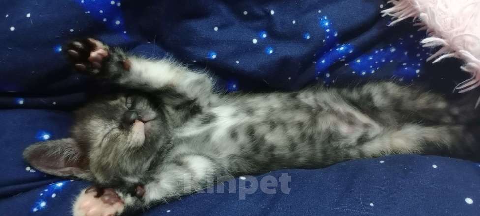 Кошки в других городах Астраханской области: Милашка Девочка, Бесплатно - фото 1