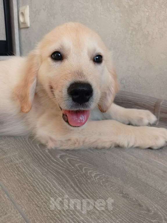 Собаки в Новошахтинске: Продаю щенков золотистого ретривера Мальчик, Бесплатно - фото 4