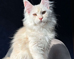 Кошки в Москве: Девочка мейн кун Девочка, 20 000 руб. - фото 2