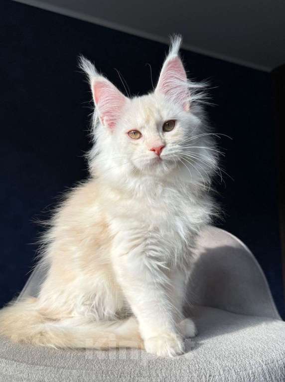 Кошки в Москве: Девочка мейн кун Девочка, 20 000 руб. - фото 2