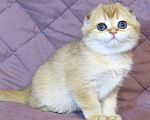 Кошки в Москве: шотландский мальчик -золотая шиншилла Мальчик, Бесплатно - фото 1