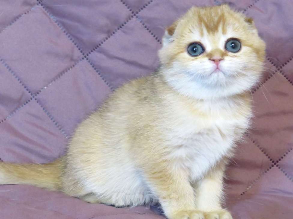 Кошки в Москве: шотландский мальчик -золотая шиншилла Мальчик, Бесплатно - фото 1