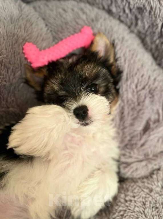 Собаки в Вологде: Щенок бивер терьера Девочка, 140 000 руб. - фото 1