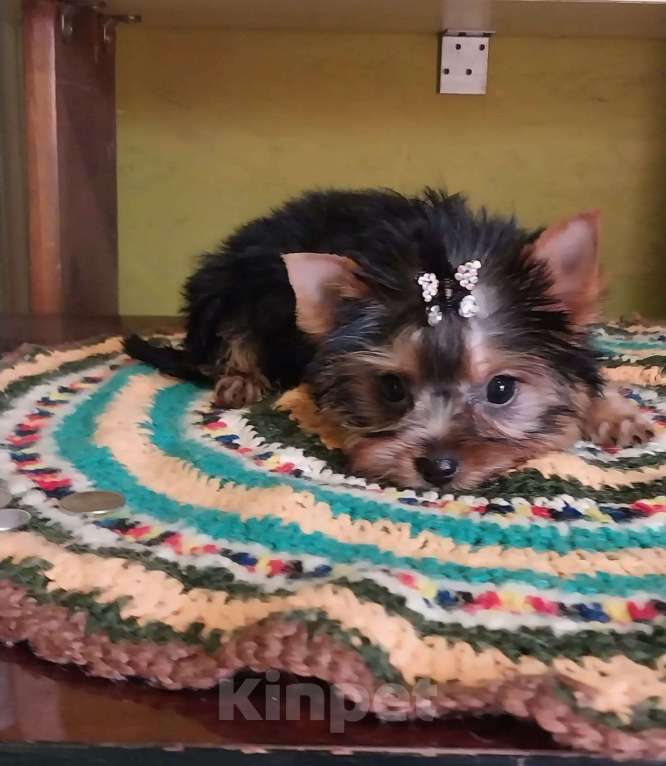 Собаки в других городах Московской области: Мини беби фейс Сарочка Девочка, 50 000 руб. - фото 3