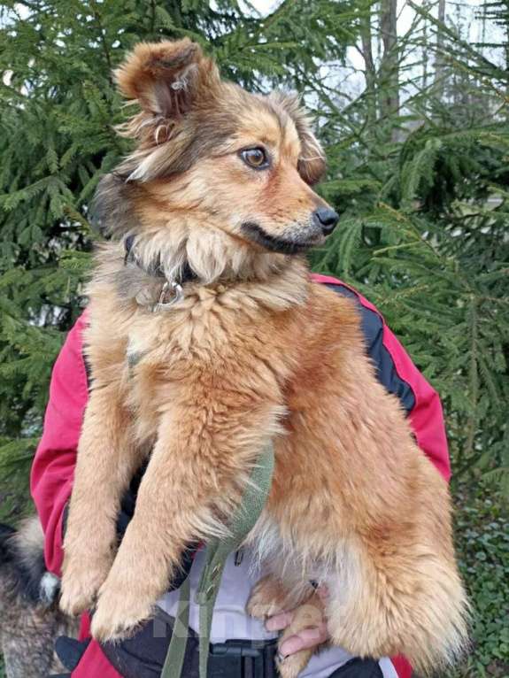 Собаки в Санкт-Петербурге: Маленькая собачка в добрые руки Девочка, Бесплатно - фото 5
