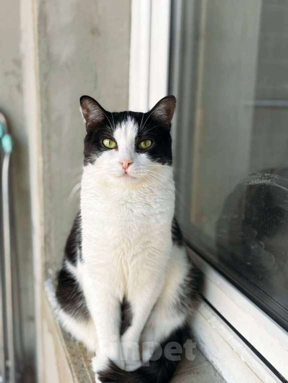 Кошки в Балашихе: Пастила Девочка, Бесплатно - фото 2