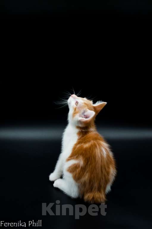 Кошки в Хабаровске: Котёнок Курильского Бобтейла Ференика Фил МИРАМ Мальчик, 40 000 руб. - фото 1