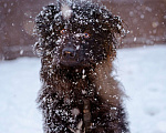 Собаки в Москве: Милый домовёнок ищет свою семью Мальчик, Бесплатно - фото 4
