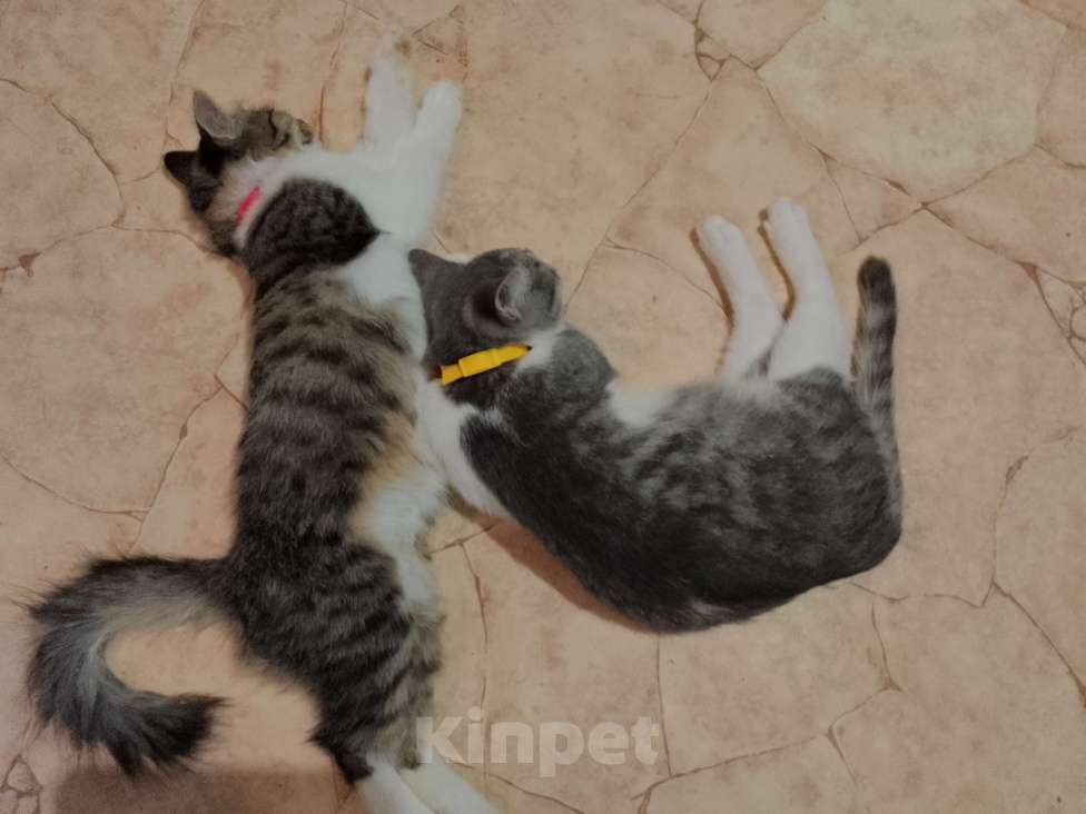 Кошки в Старом Руссе: Ася Девочка, Бесплатно - фото 4