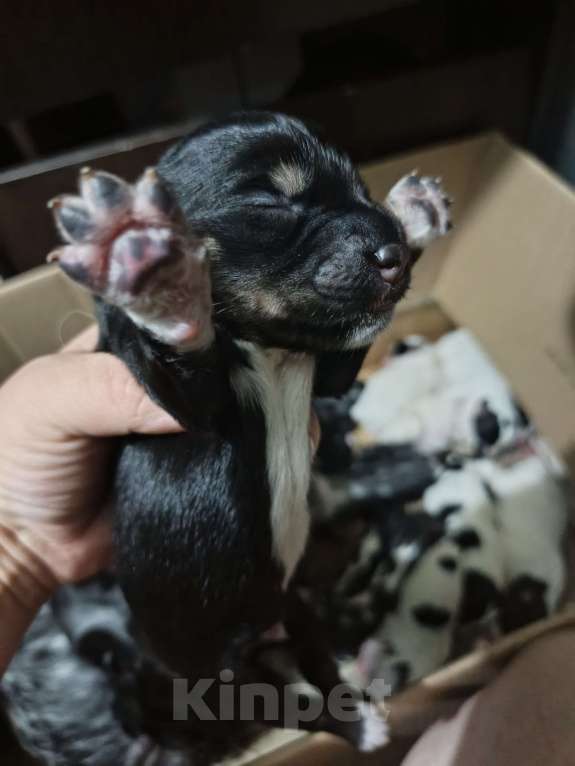 Собаки в Шадринске: Щенки Мальчик, 5 000 руб. - фото 1