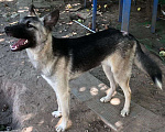 Собаки в Зеленограде: Туман ищет любящую семью Мальчик, Бесплатно - фото 2