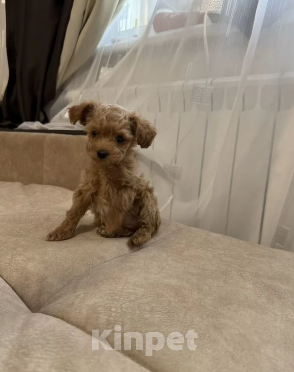 Собаки в Москве: Мальтипу мини девочка Девочка, 45 000 руб. - фото 1