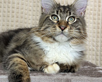 Кошки в Дедовске: Яркий мрамор кот Мальчик, 50 000 руб. - фото 3
