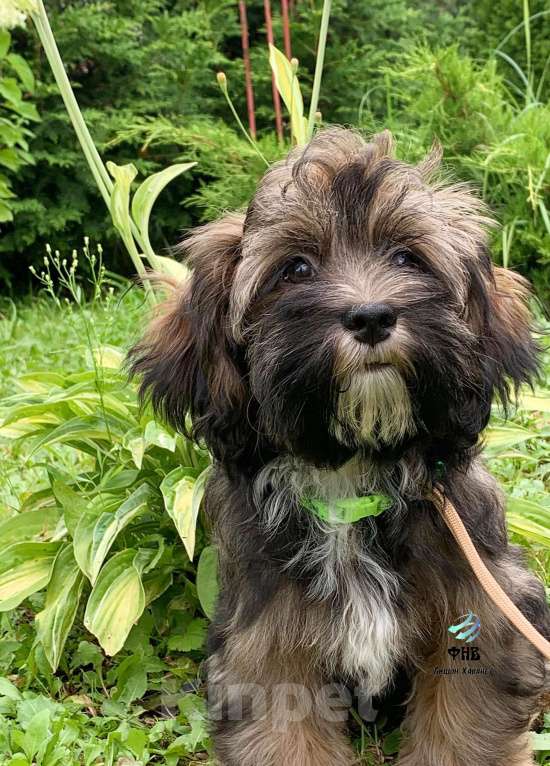 Собаки в Москве: Маленькая куколка Хаванез  Девочка, Бесплатно - фото 2