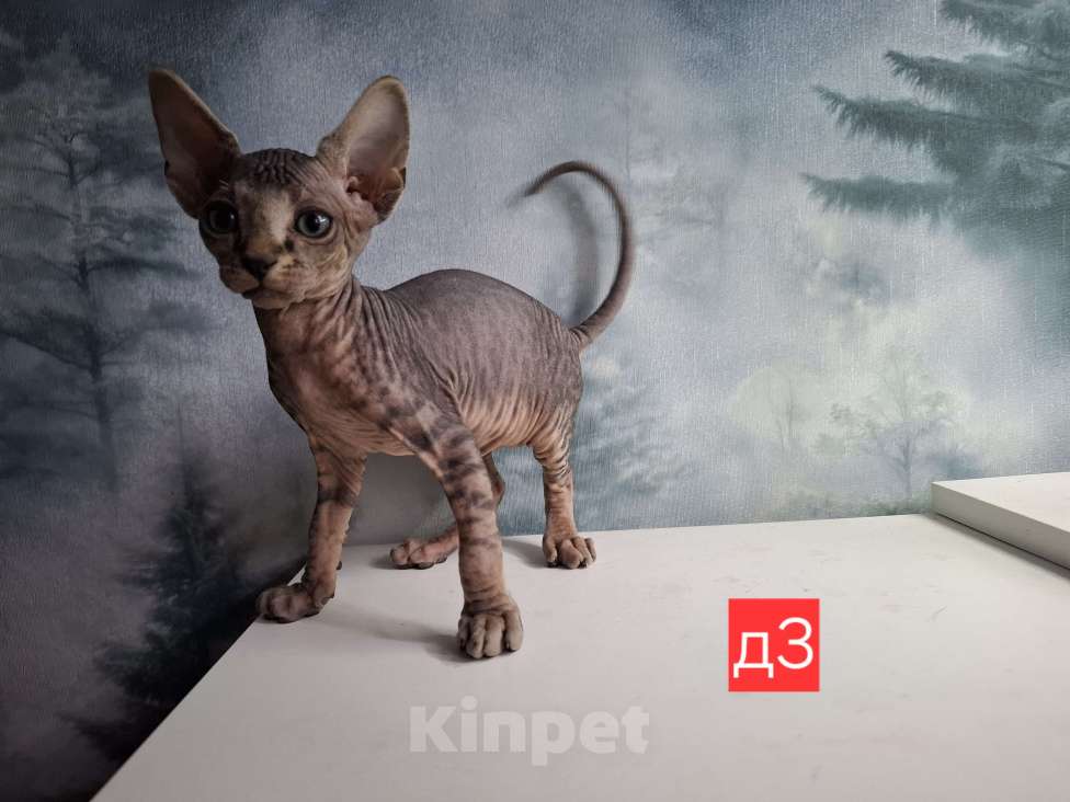 Кошки в Керчи: Котенок канадского сфинкса Девочка, 10 000 руб. - фото 6