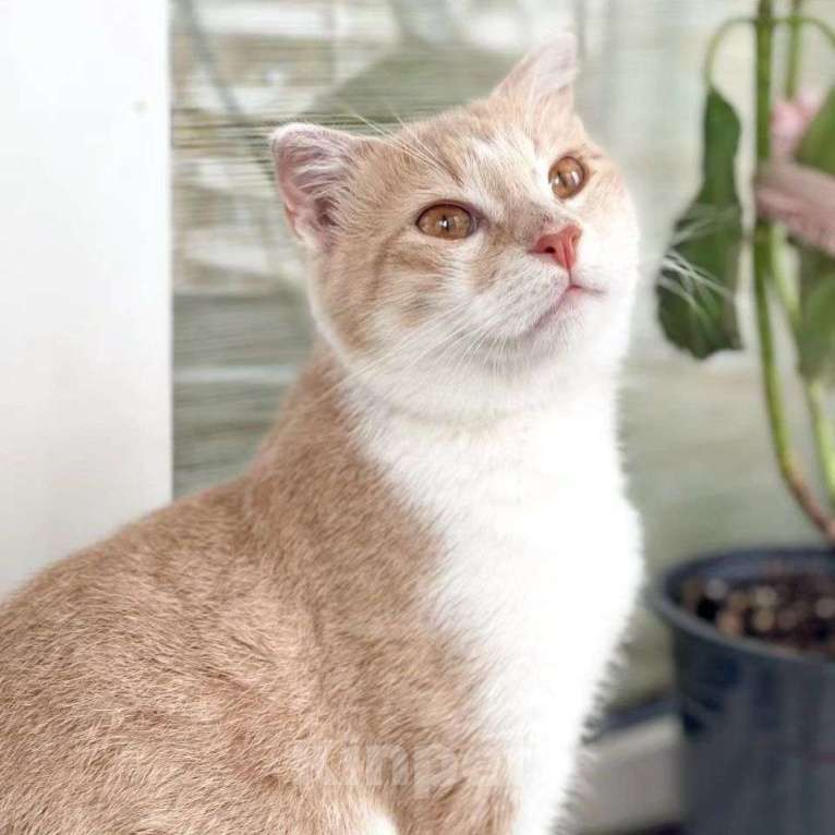 Кошки в Москве: Вислоухий котик Вермут Мальчик, Бесплатно - фото 2