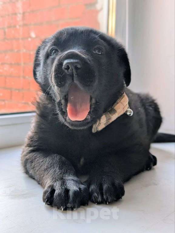 Собаки в Санкт-Петербурге: Щенята ищут свои любящие семьи! Мальчик, Бесплатно - фото 3