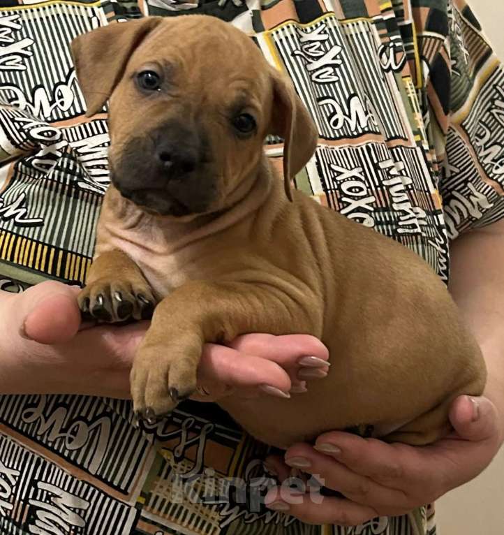 Собаки в Липецке: Щенки американского стаффордширского терьера Разнополые, 11 000 руб. - фото 3