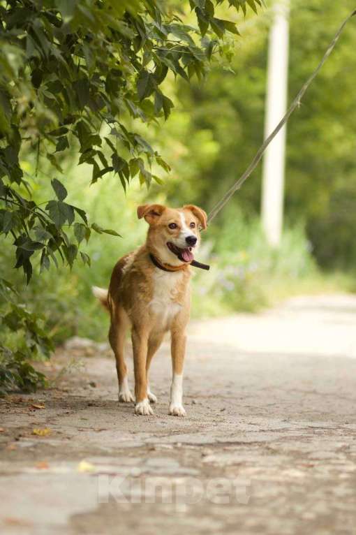 Собаки в Липецке: Ася ищет семью  Девочка, Бесплатно - фото 4
