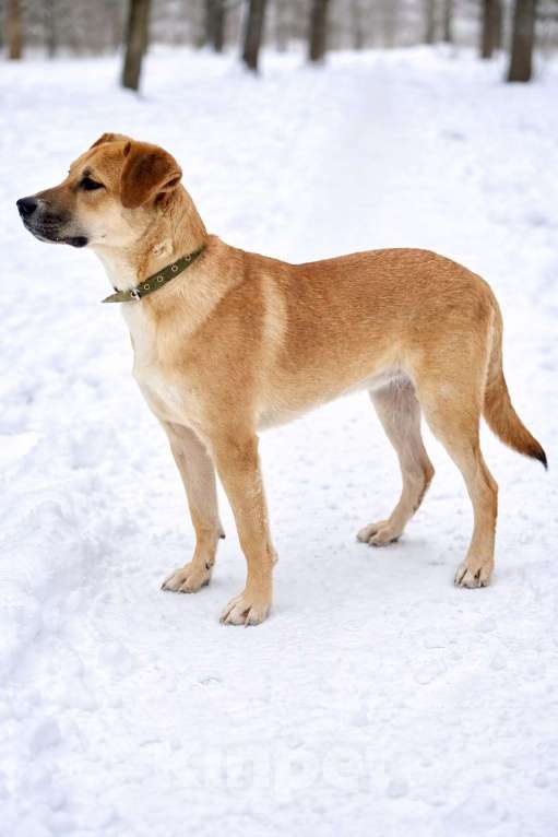 Собаки в Химках: Мальчик Кабачок ищет дом Мальчик, Бесплатно - фото 2