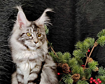 Кошки в Казани: Кошечка Алиса Девочка, Бесплатно - фото 1
