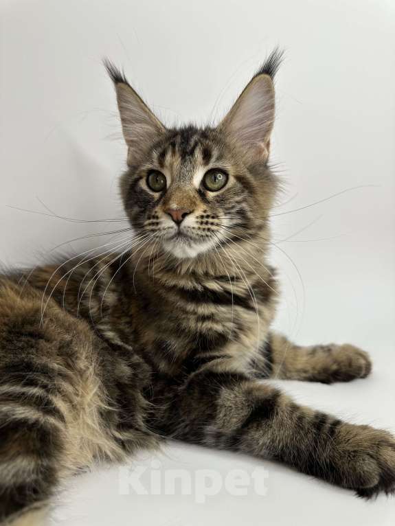 Кошки в Москве: Мейн-кун котенок Девочка, 25 000 руб. - фото 4