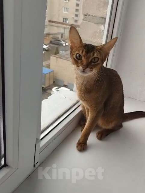 Кошки в Черкесске: Абиссинц Девочка, 20 000 руб. - фото 1