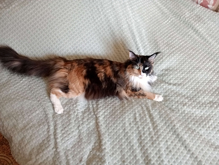 Кошечка породы мей-кун