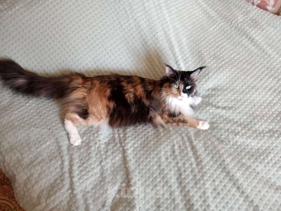 Кошки в Москве: Кошечка породы мей-кун Девочка, 30 000 руб. - фото 1