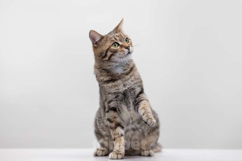 Кошки в Москве: Кот Раф в добрые руки Мальчик, Бесплатно - фото 3