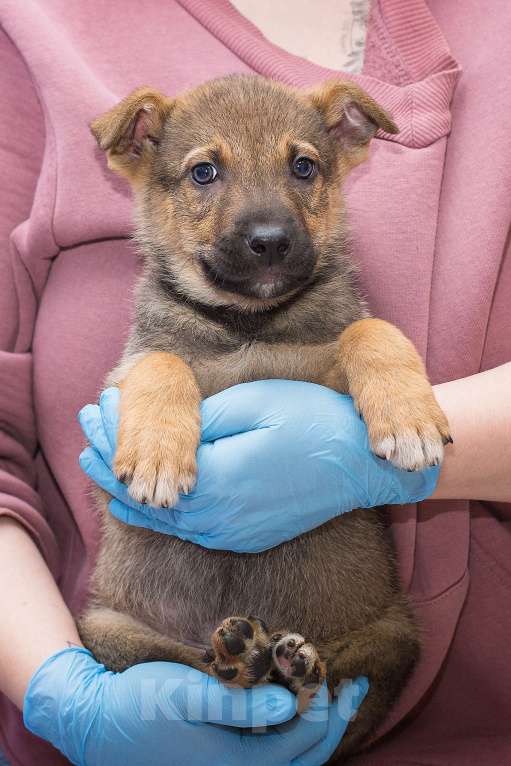 Собаки в Москве: Умный и очень послушный щенок Мальчик, Бесплатно - фото 3