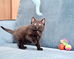 Кошки в Москве: Красивый котенок ищет дом Девочка, Бесплатно - фото 4