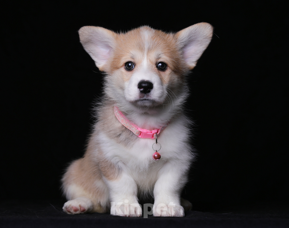 Собаки в Ярославле: Щенки вельш корги пемброк Разнополые, 55 000 руб. - фото 1