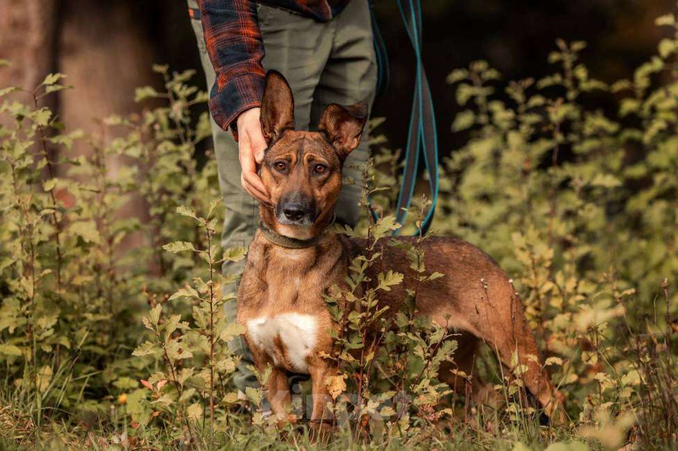 Собаки в других городах Московской области: Лиса ищет тебя Девочка, Бесплатно - фото 10