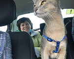 Кошки в Липецке: Абиссинский кот на вязку, 4 500 руб. - фото 2