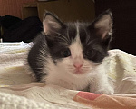 Кошки в Ростове-на-Дону: Черно-белый котенок Мальчик, 1 руб. - фото 3