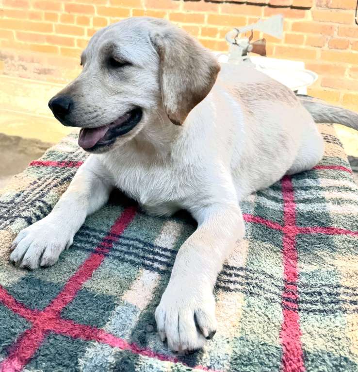 Собаки в Краснодаре: Щенки лабрадора палевые Мальчик, 25 000 руб. - фото 8