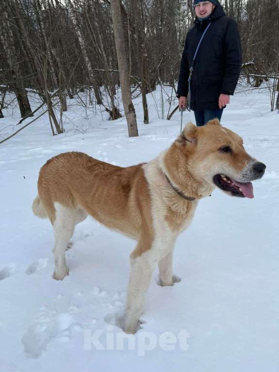 Собаки в Москве: Трисс Девочка, Бесплатно - фото 4