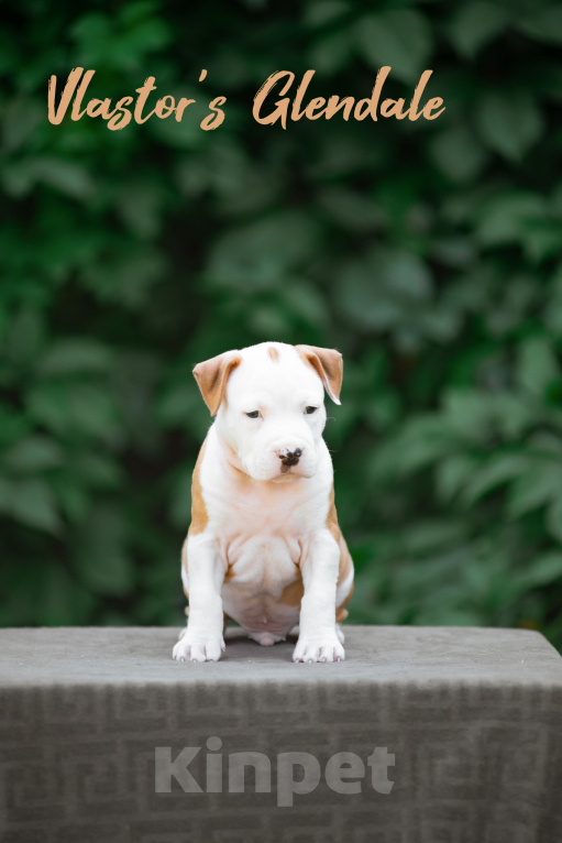 Собаки в Белгороде: Американский стаффордширский терьер  Мальчик, 50 000 руб. - фото 2