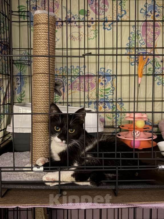 Кошки в Санкт-Петербурге: Подросток из приюта в добрые руки Девочка, Бесплатно - фото 9