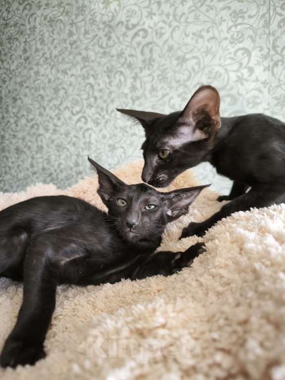 Кошки в Москве: Ориентальные котята в Москве. привитые Девочка, 70 000 руб. - фото 8